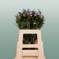 Phlox Crissy (20 Stems)