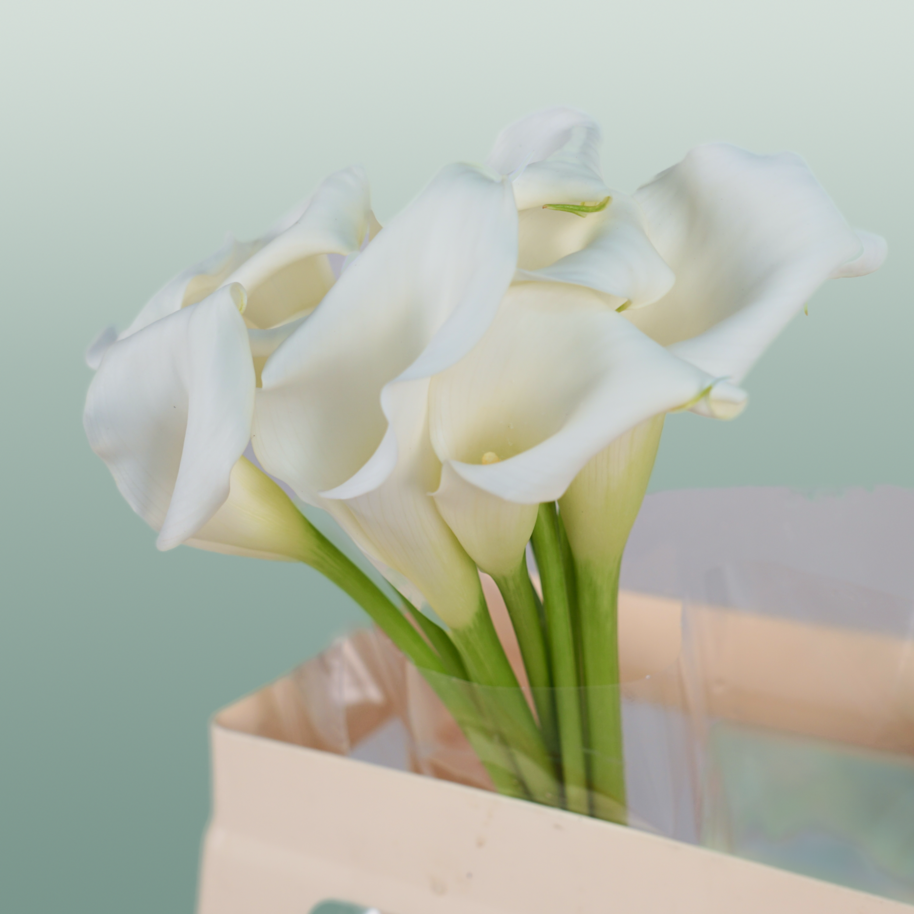 Calla Lily Crystal Blush