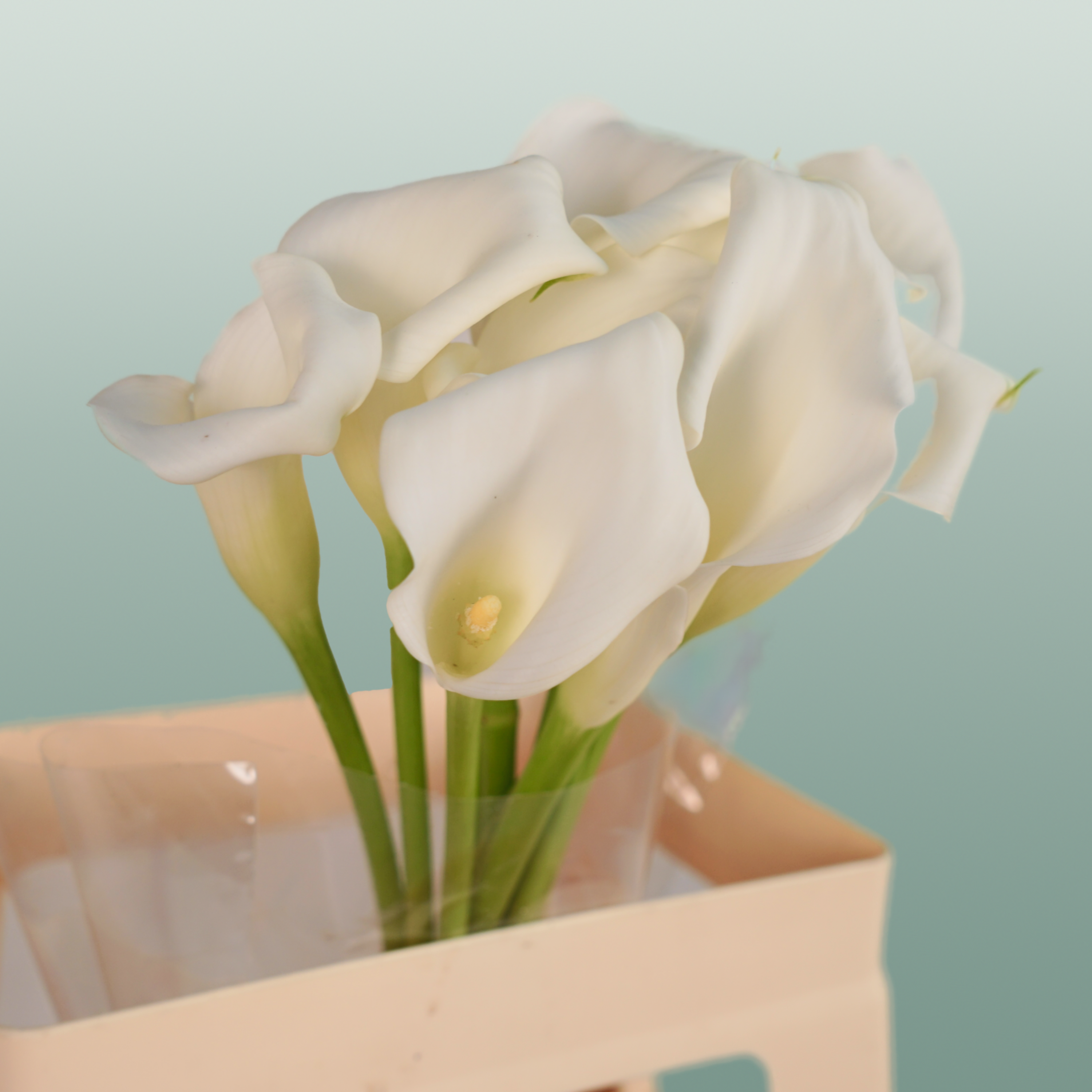Calla Lily Crystal Blush