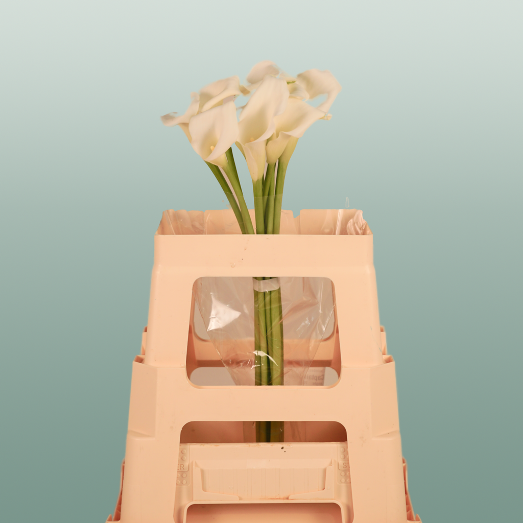 Calla Lily Crystal Blush