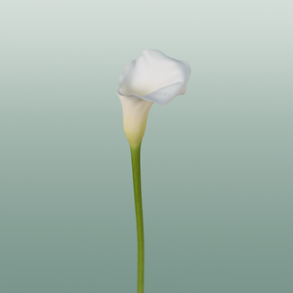 Calla Lily Crystal Blush