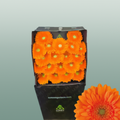 Germini Cuby
