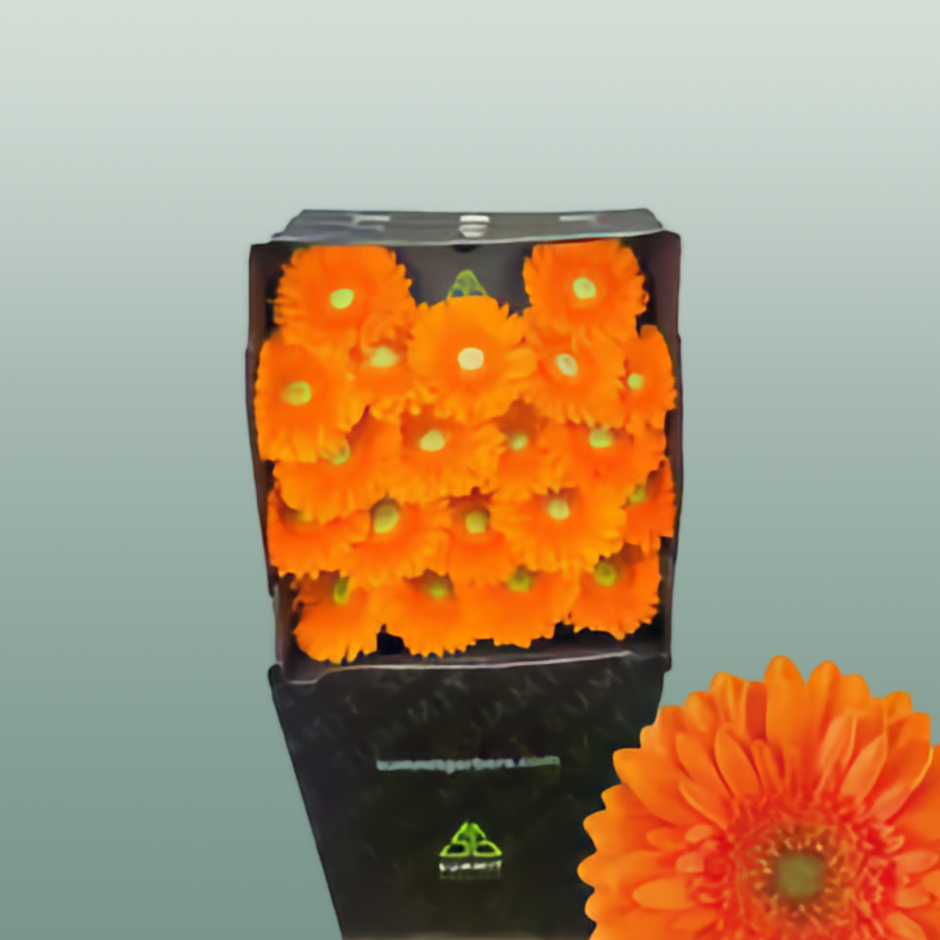 Germini Cuby