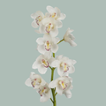 Cymbidium Orchid Earl White (8 Stems)