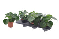 Peperomia Raindrop