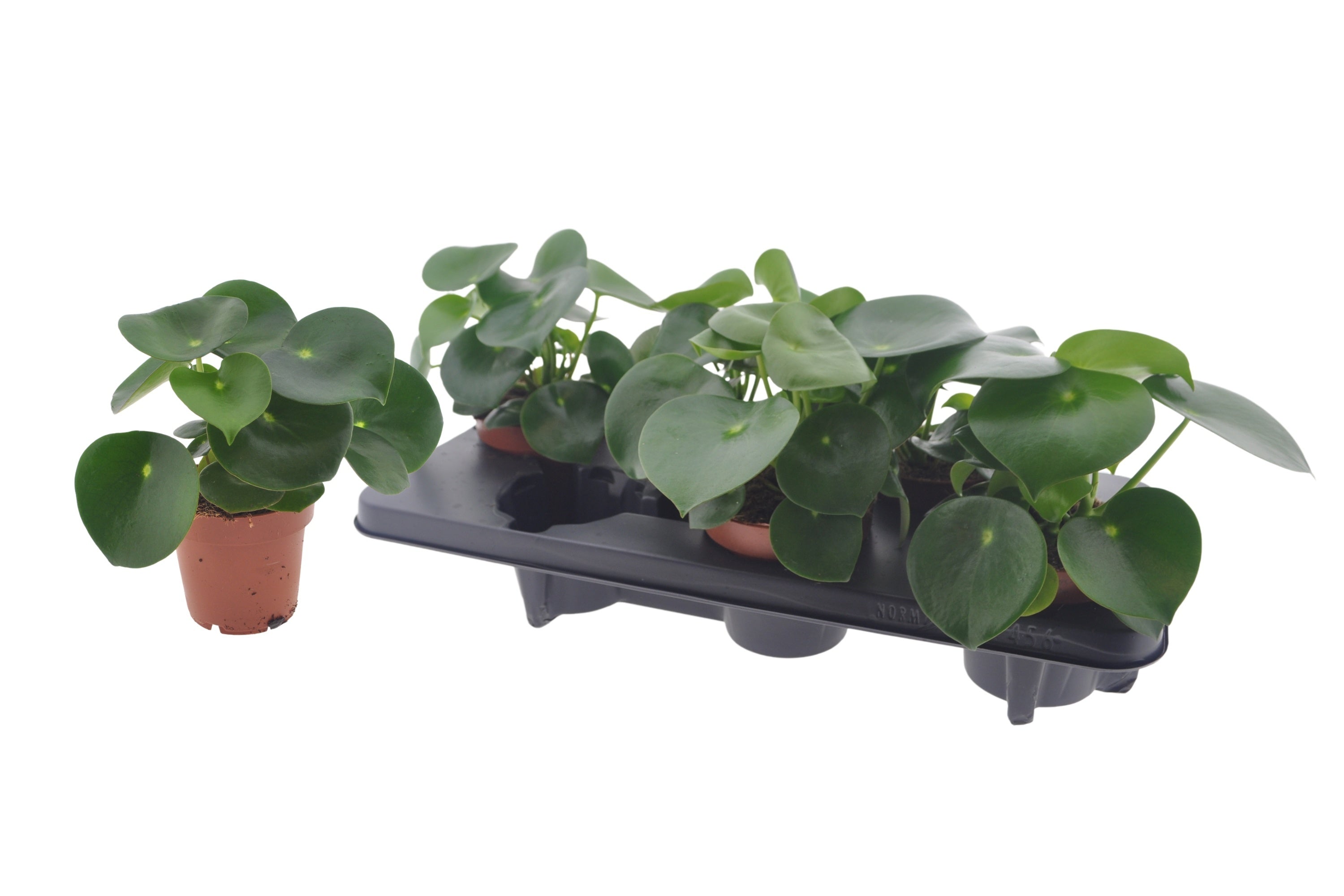 Peperomia Raindrop