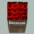 Gerbera El Mundo (15 Stems)