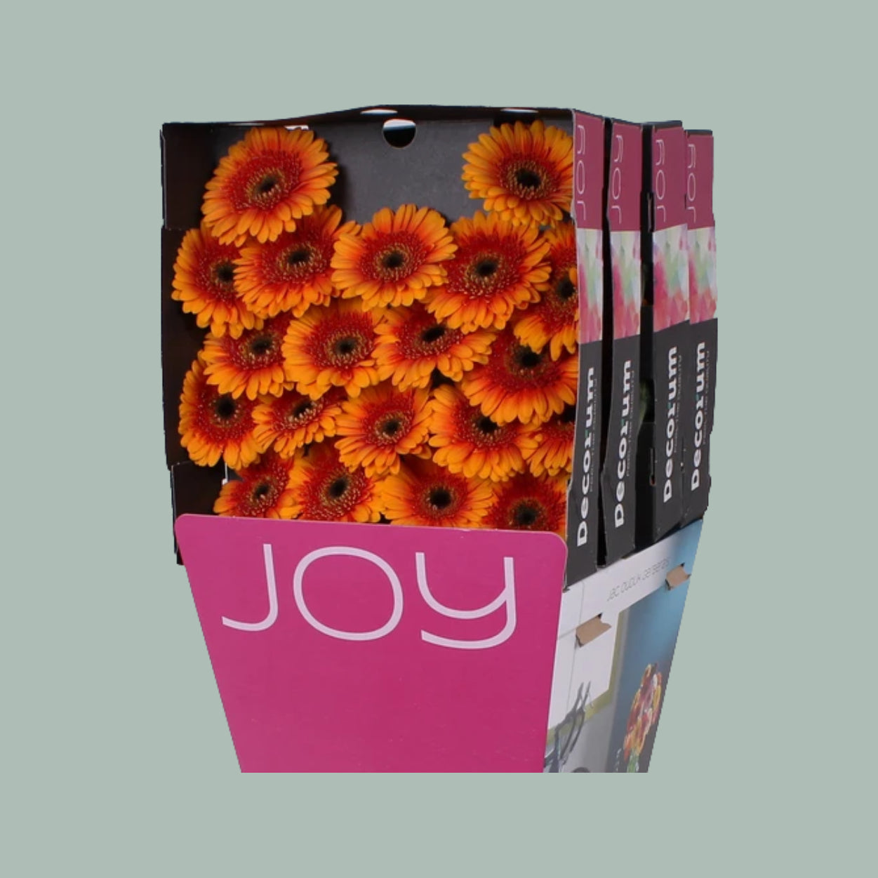 Orange Germini Ariba Cut Flowers – 45cm Stems