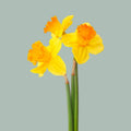 Daffodil Pencil Bunch (400 Stems)