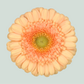 Germini Dalida (20 Stems)