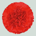 Carnation Standard Daniko (20 Stems)