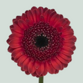 Germini Dante (20 Stems)