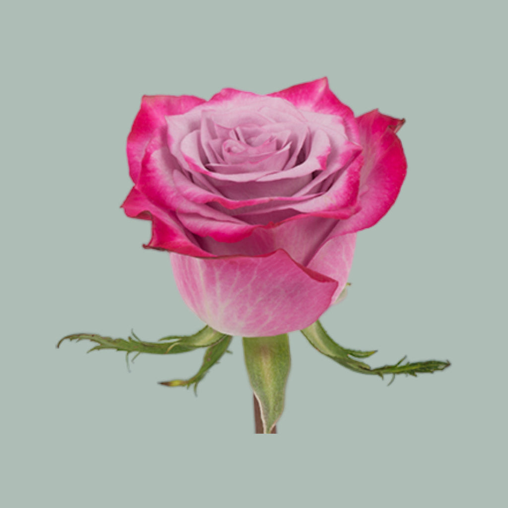 Rose - Rosa - Deep Purple