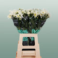 Chrysanthemum Spray Delianne Wit