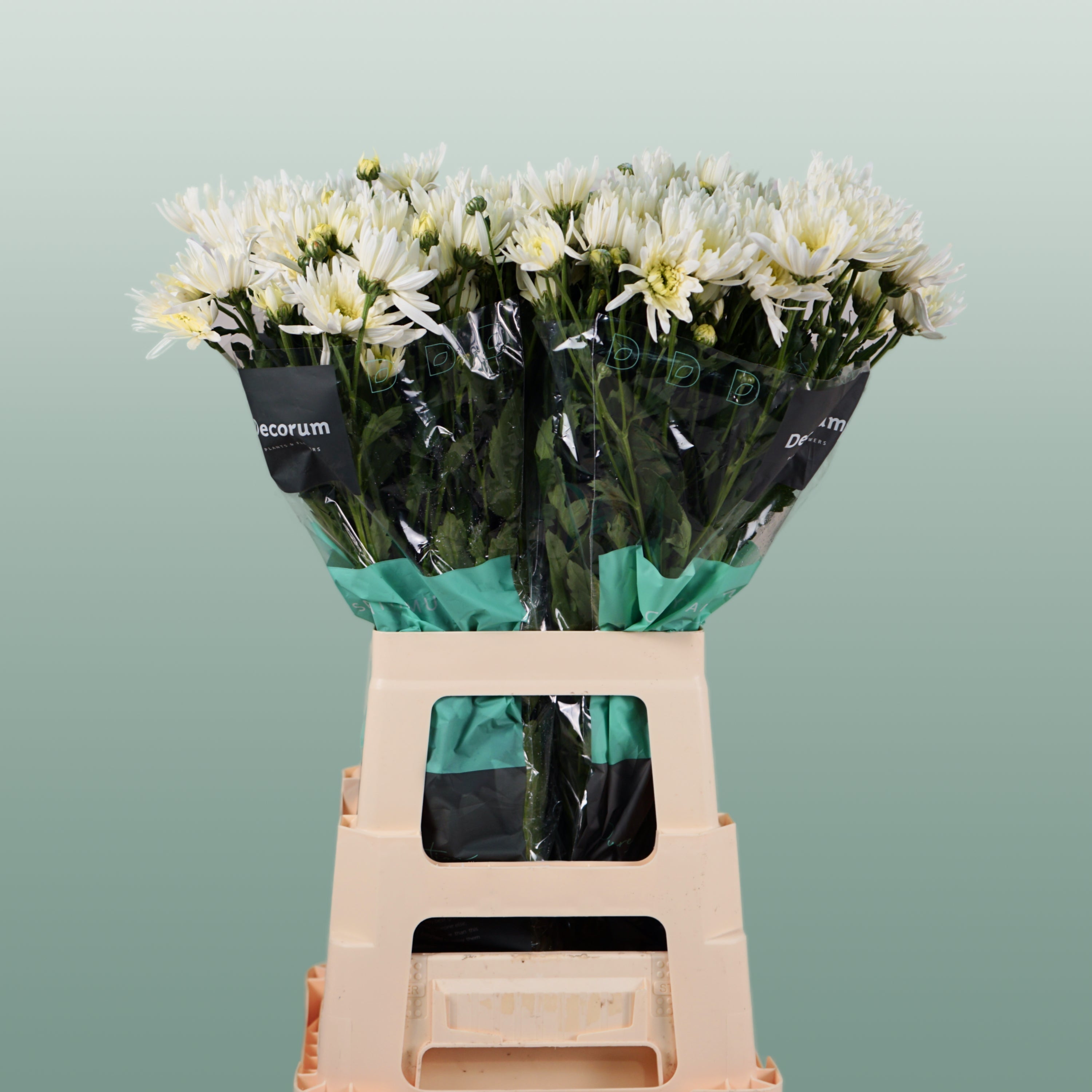 Chrysanthemum Spray Delianne Wit