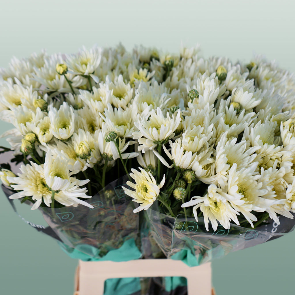 Chrysanthemum Spray Delianne Wit