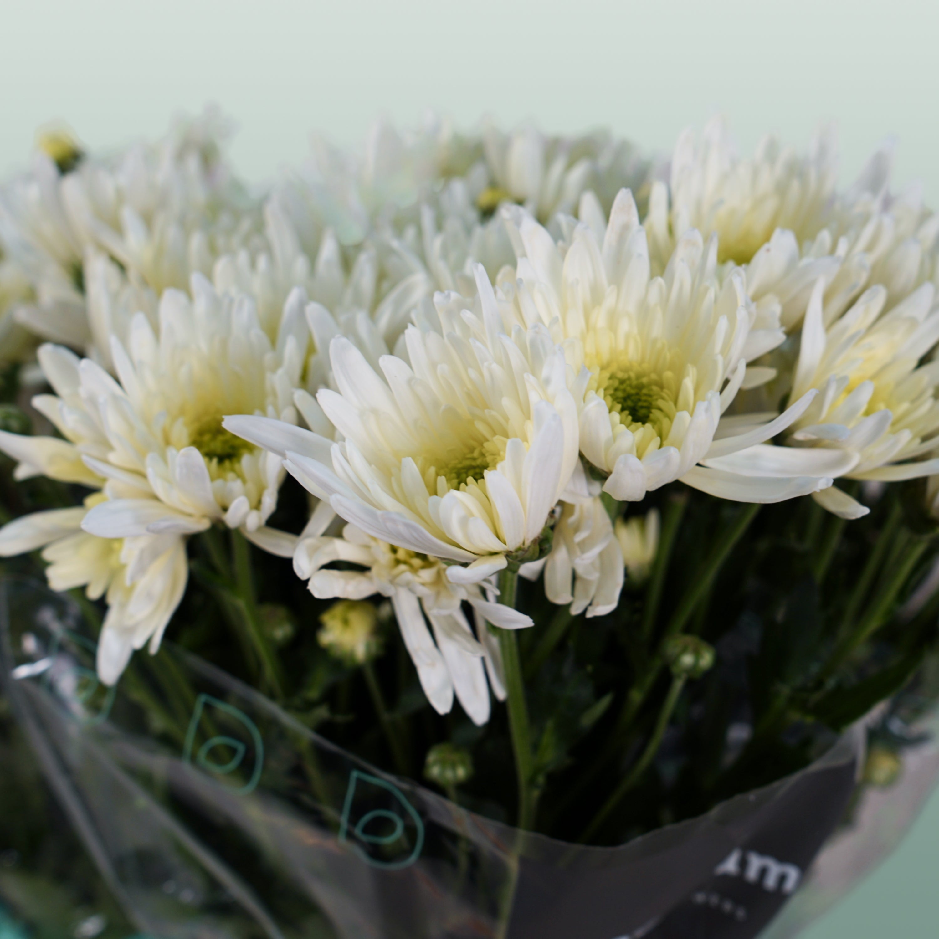 Chrysanthemum Spray Delianne Wit