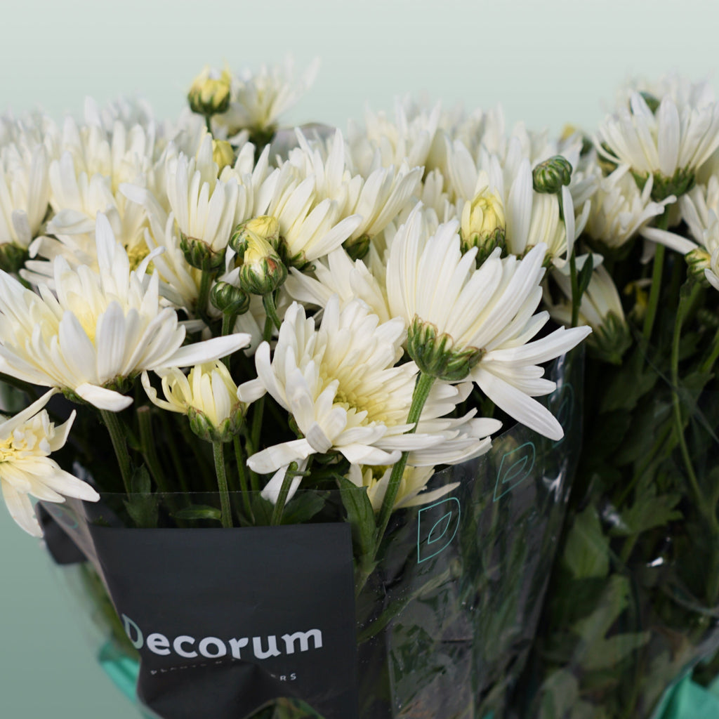 Chrysanthemum Spray Delianne Wit