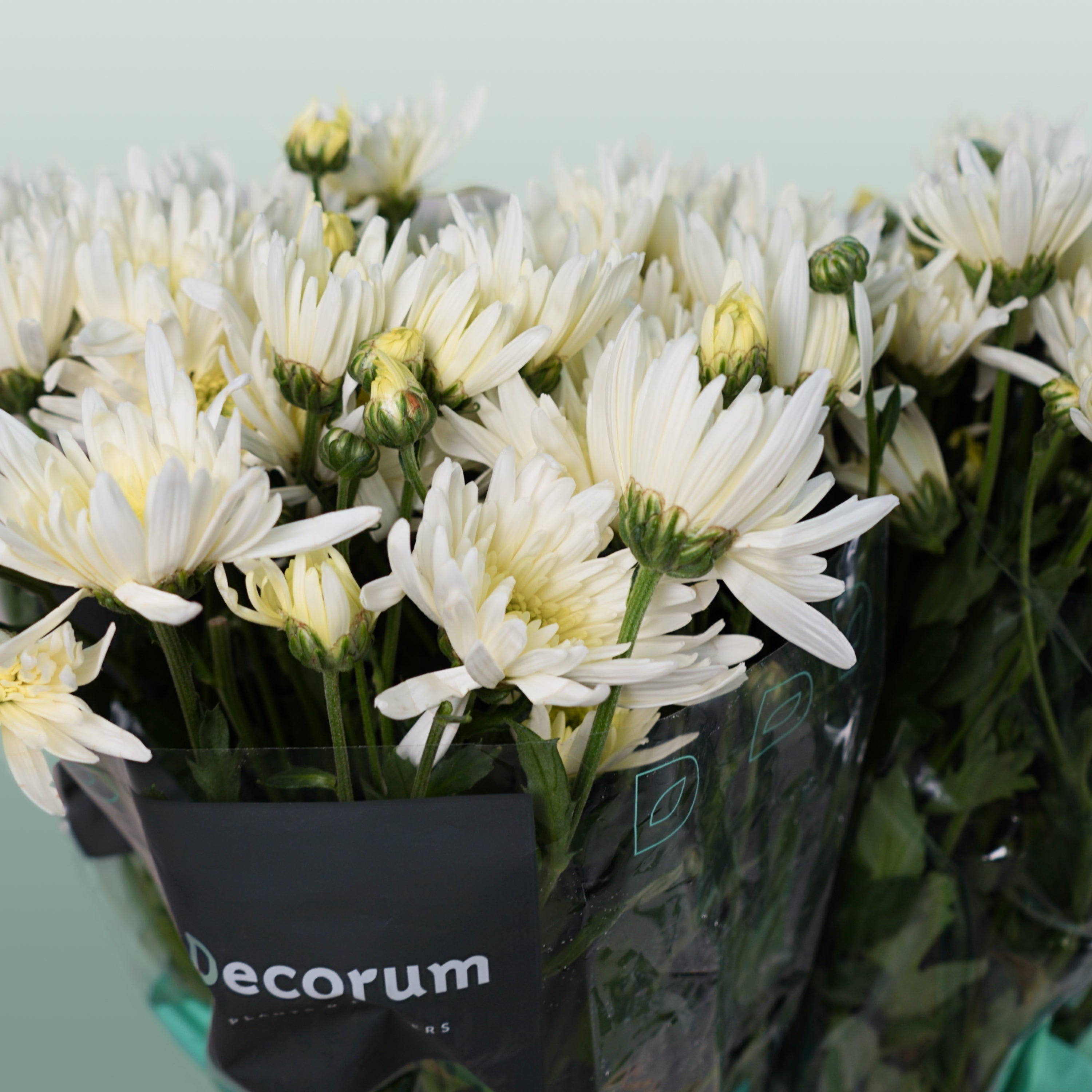 Chrysanthemum Spray Delianne Wit