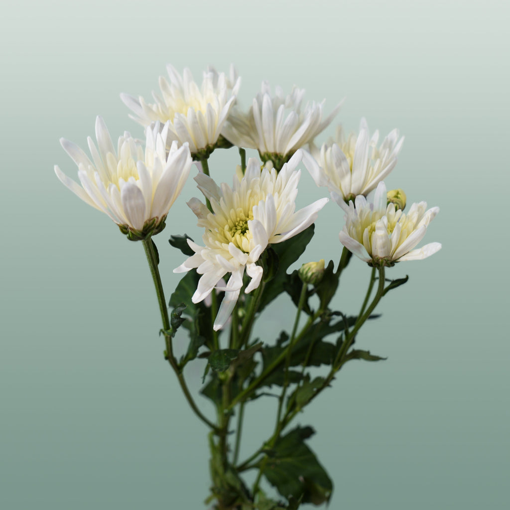 Chrysanthemum Spray Delianne Wit