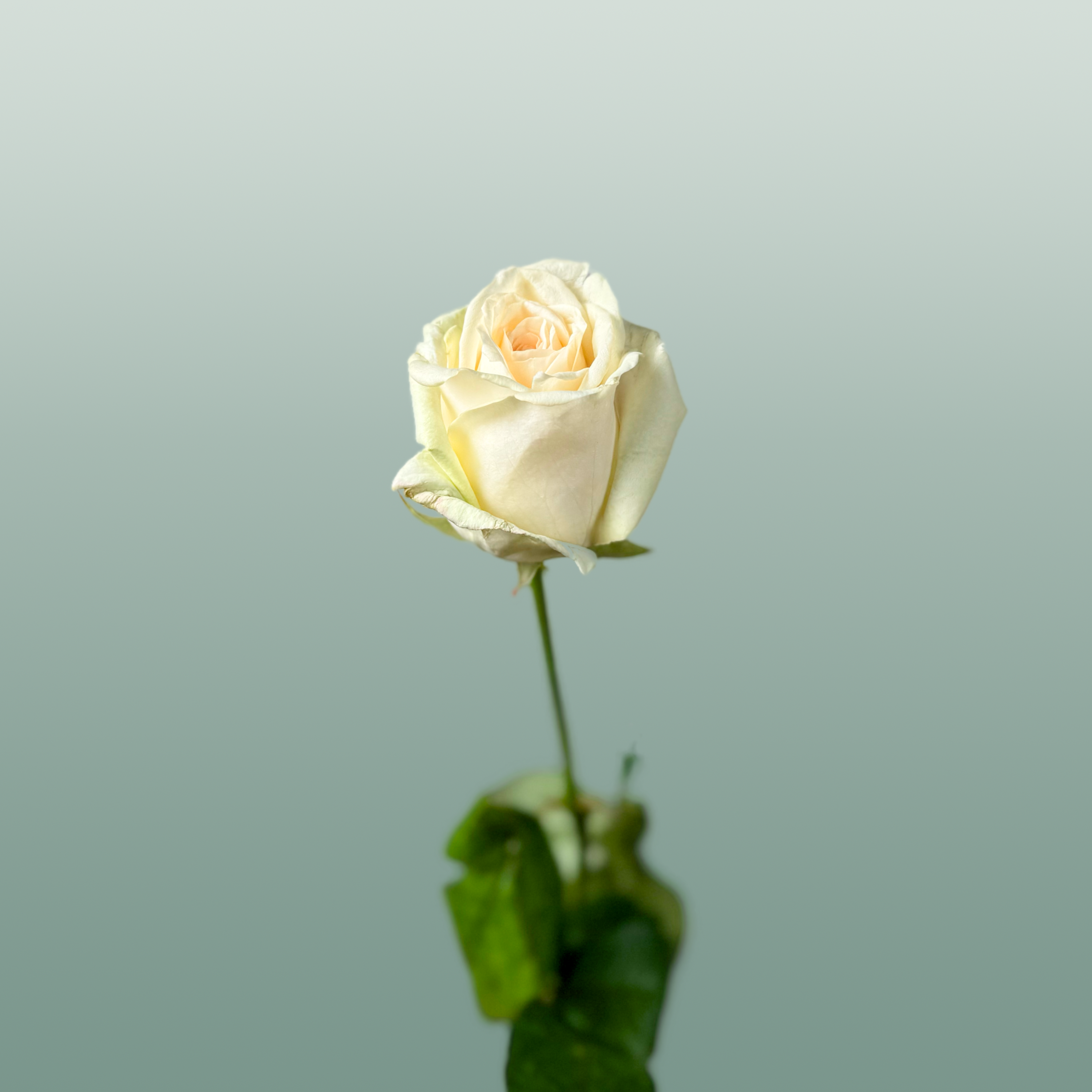 Rose - Rosa - Dolomiti