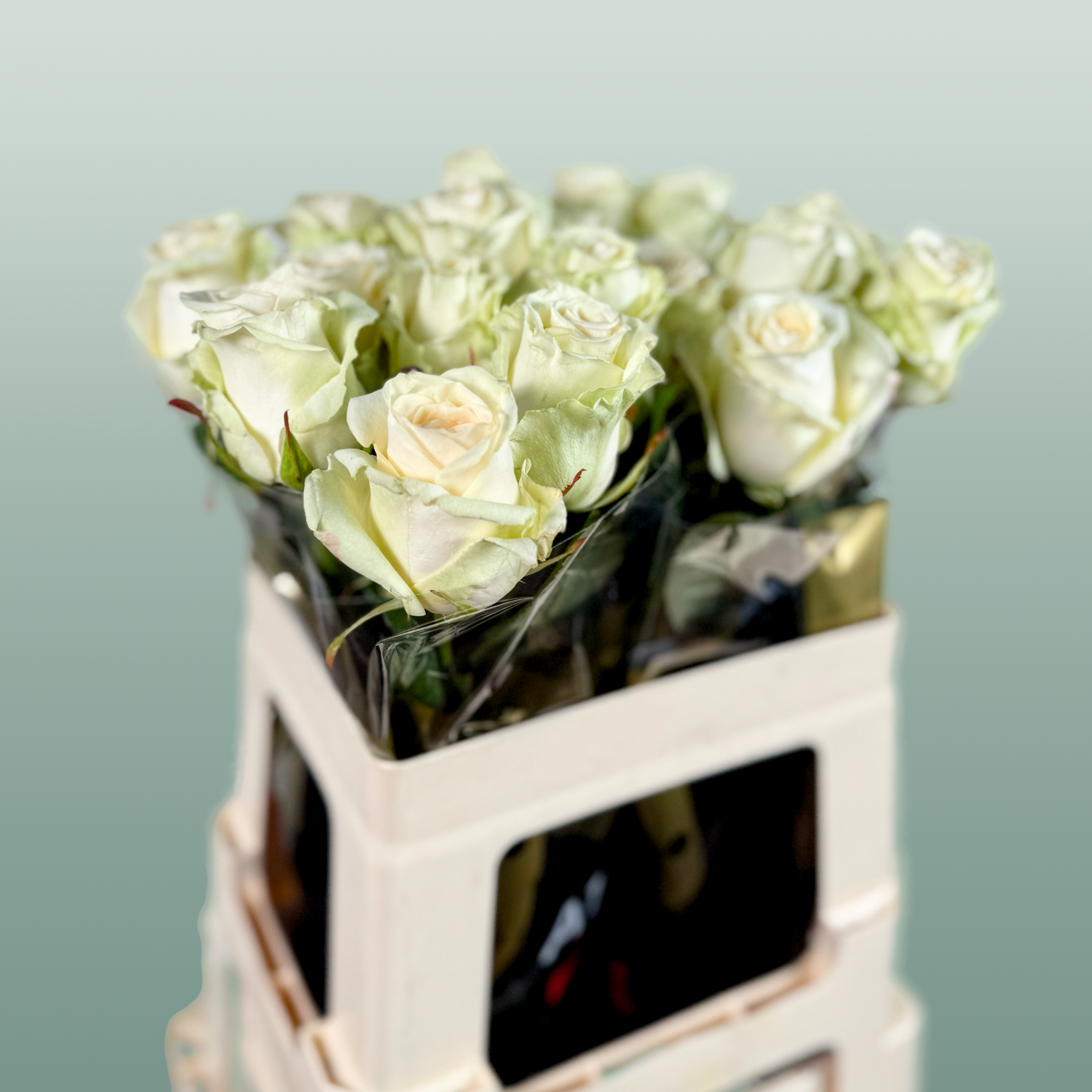 Rose - Rosa - Dolomiti