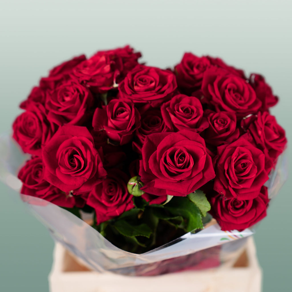 Spray Rose - Rosa - Dominica