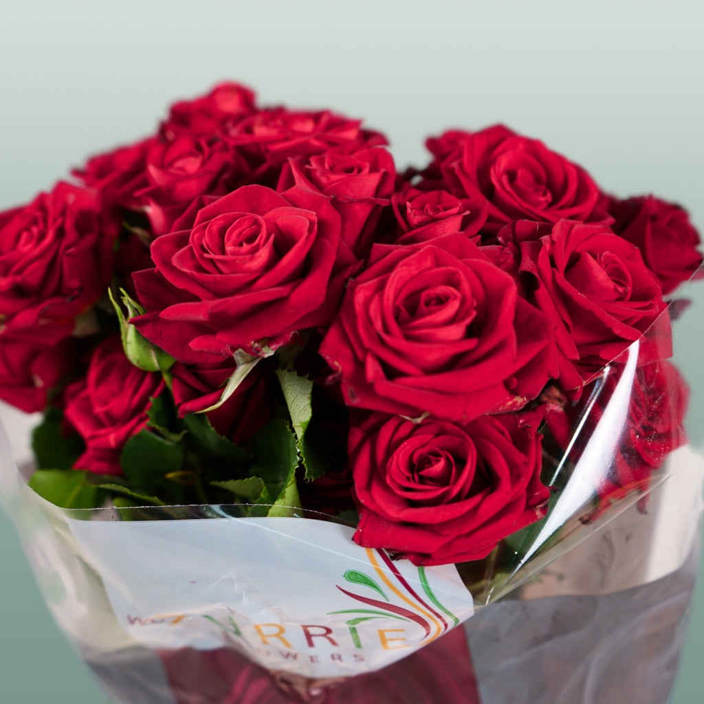 Spray Rose - Rosa - Dominica