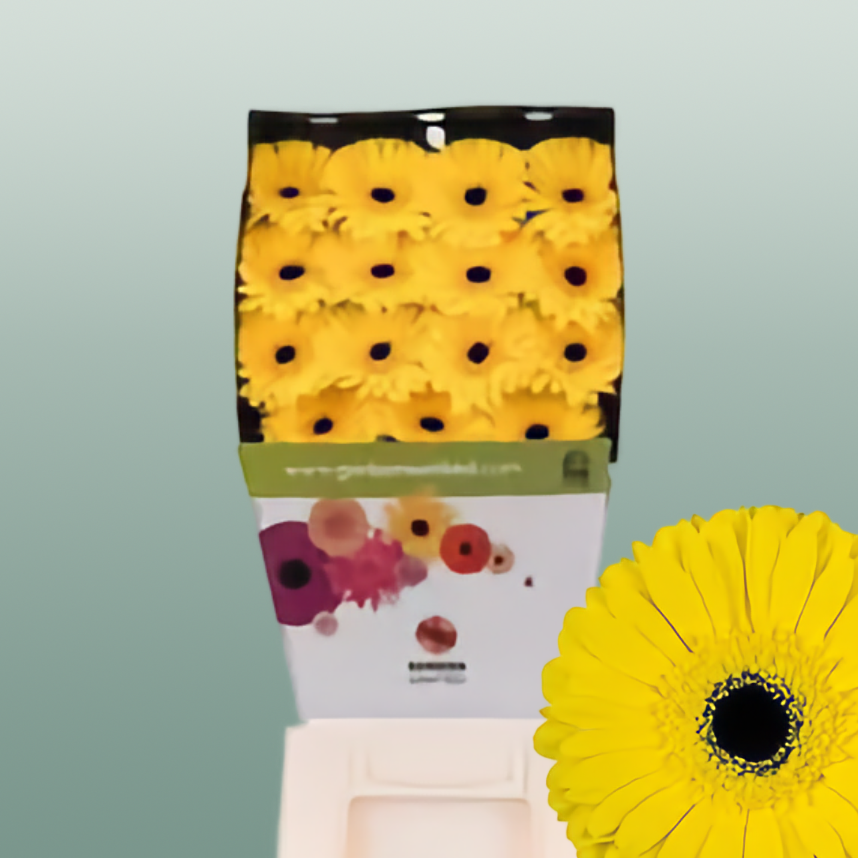 Gerbera - Gerbera - Don Leo