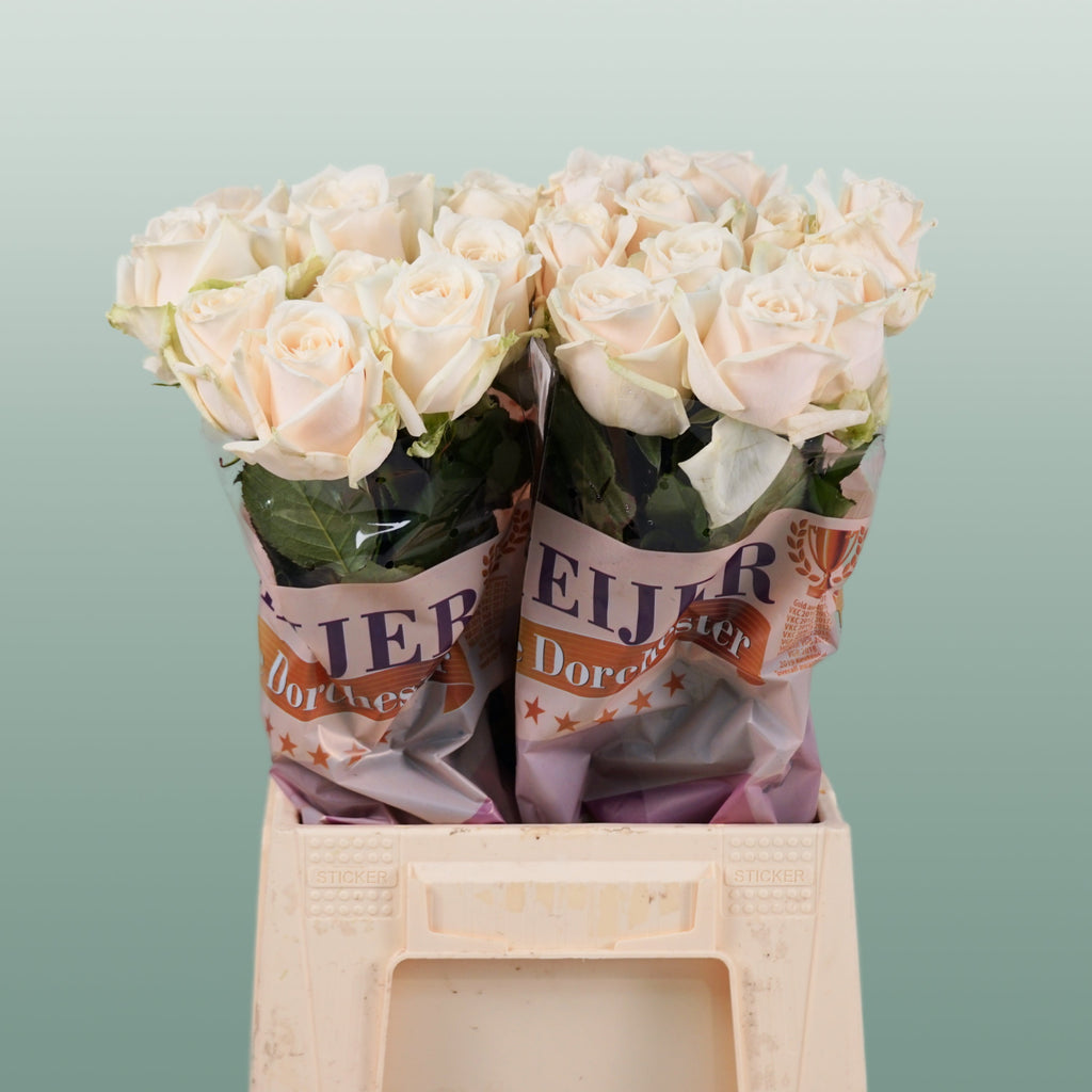 Rose - Dorchester+