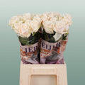 Rose - Dorchester+