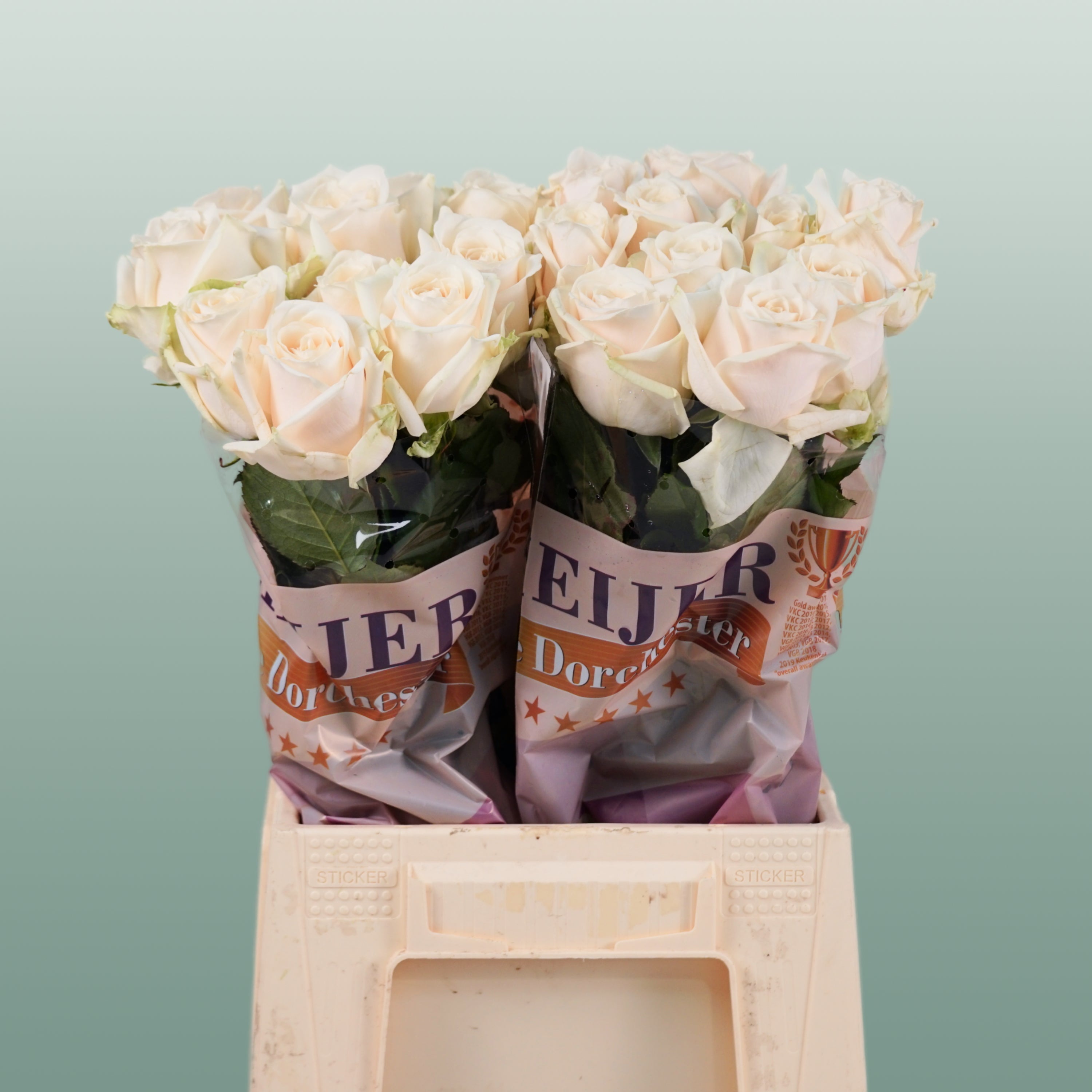Rose - Dorchester+