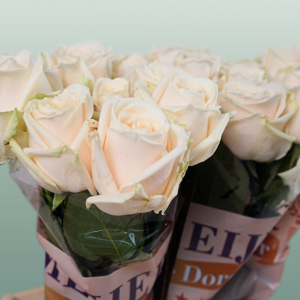 Rose - Dorchester+