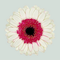 White Double Fun Germini Cut Flowers – 50cm Stems