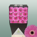 Gerbera - Gerbera - Dreamer