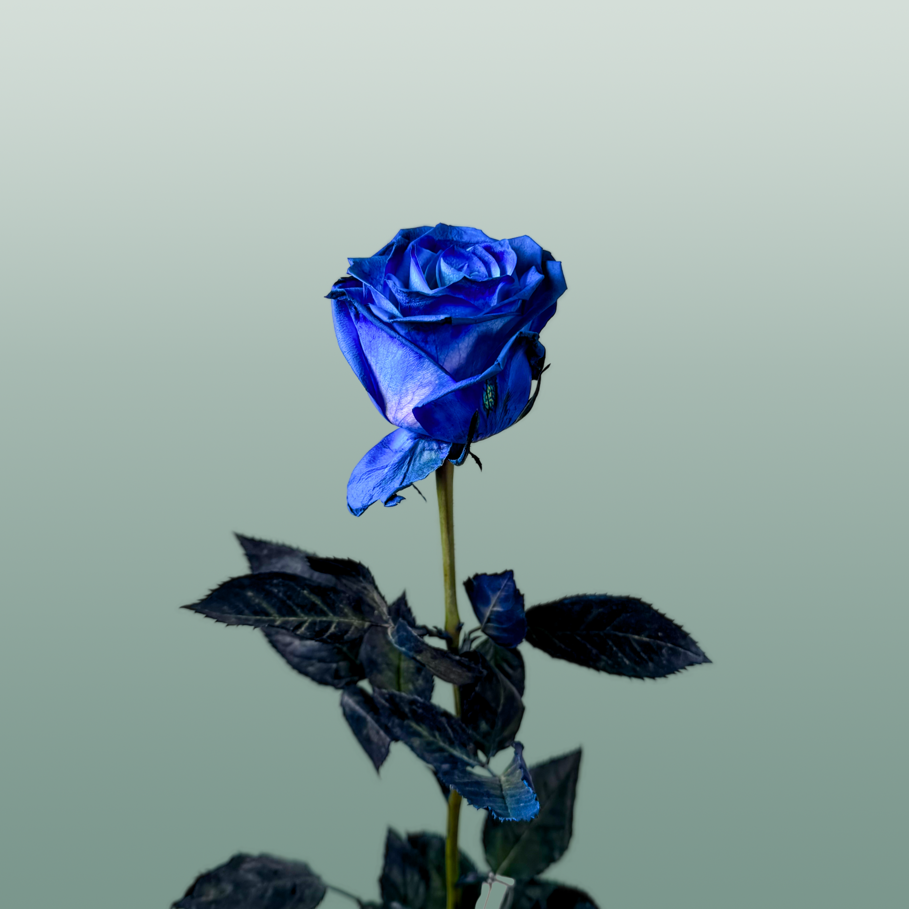 Rose Dyed Blue