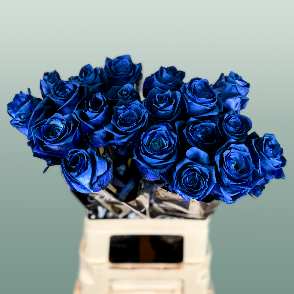 Rose Dyed Blue