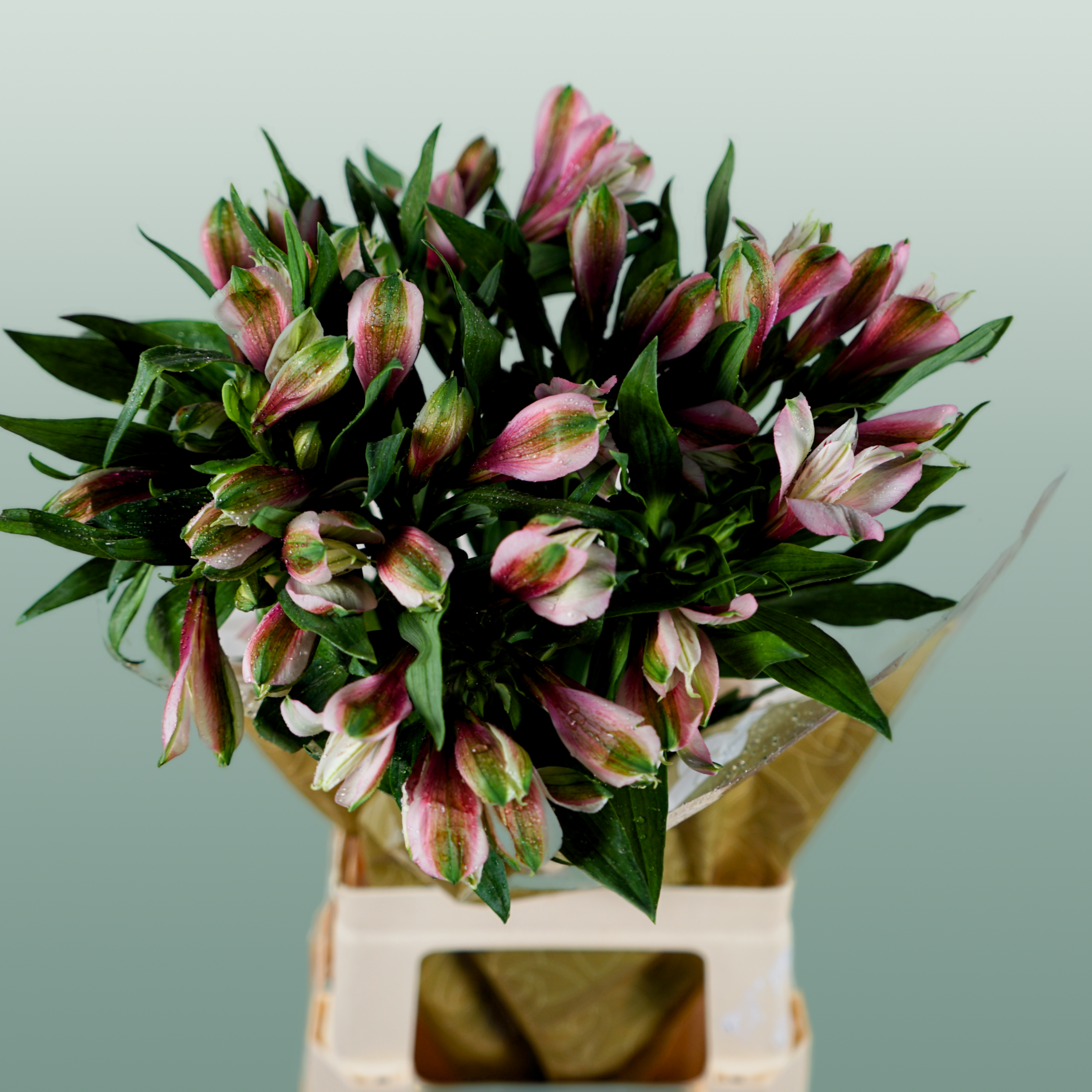 Alstroemeria Elegance