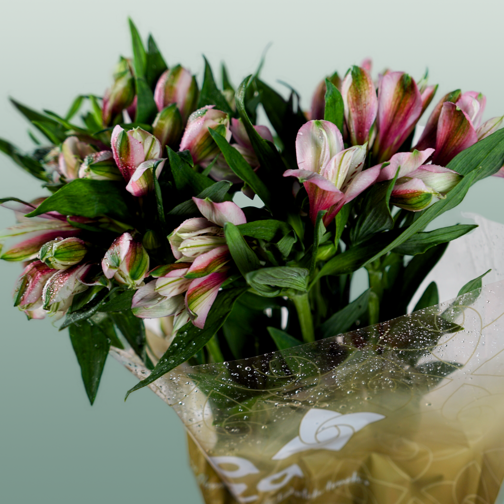 Alstroemeria Elegance