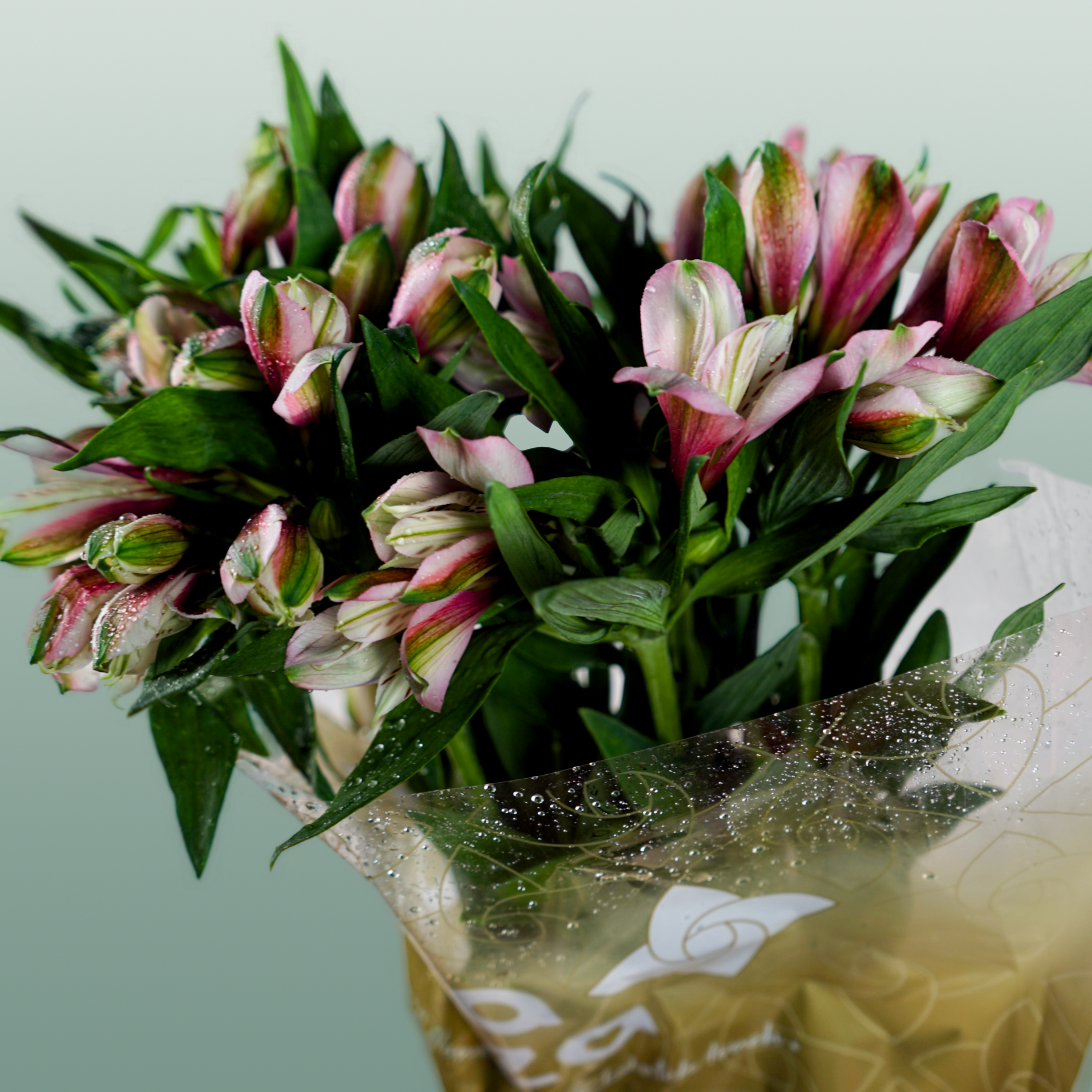Alstroemeria Elegance