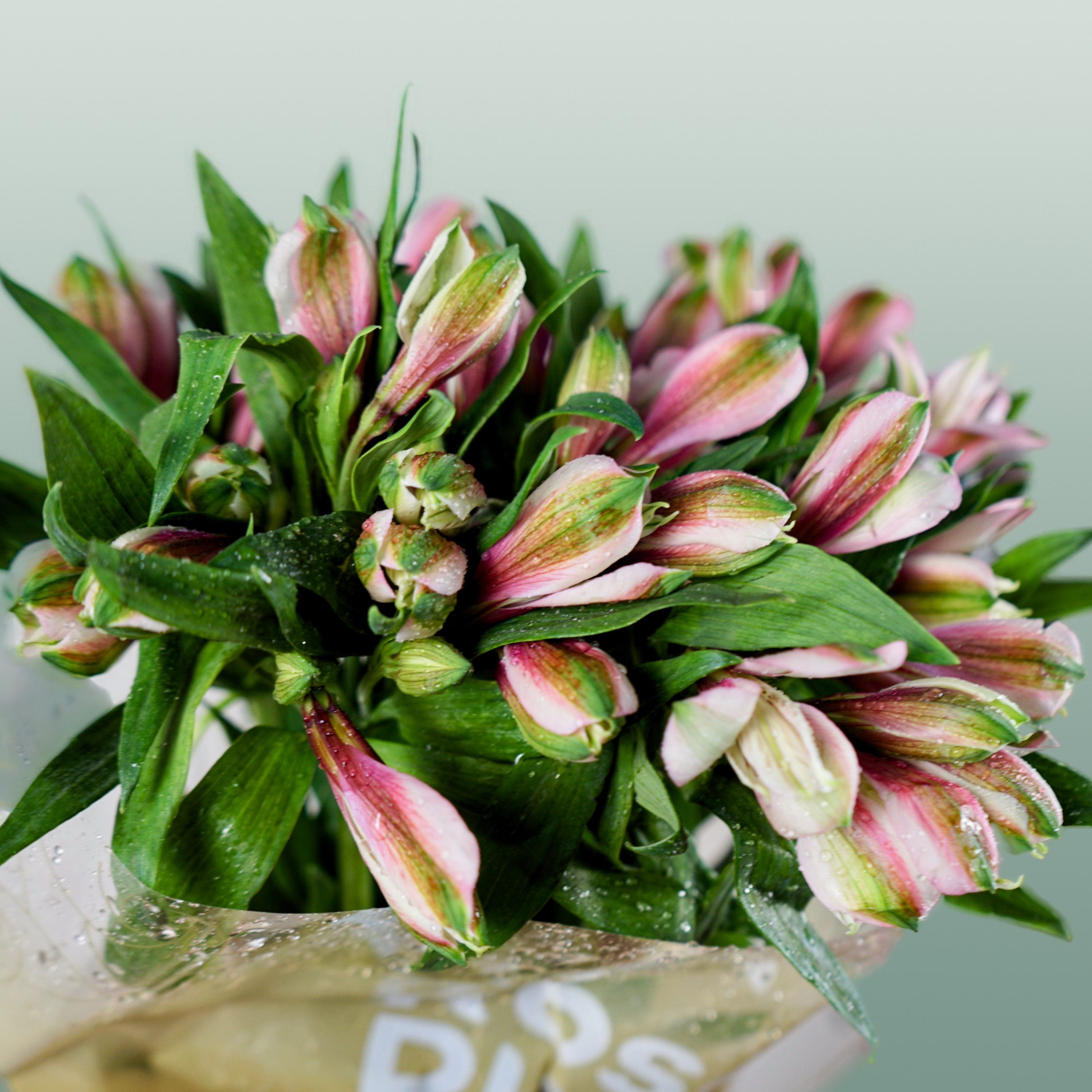 Alstroemeria Elegance