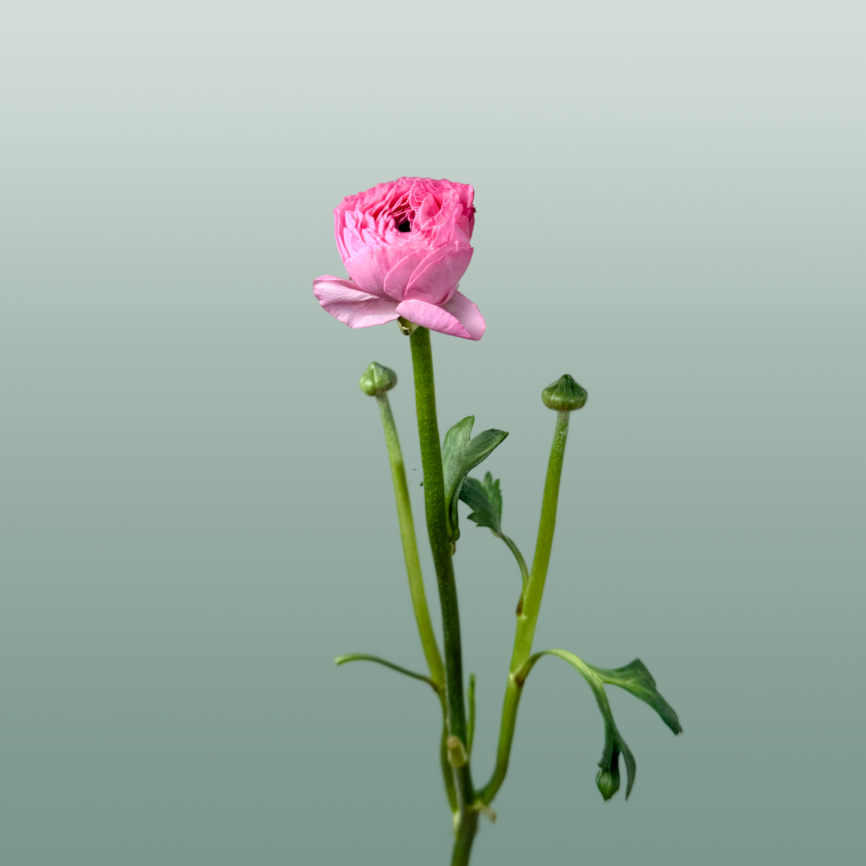 Ranunculus Elegance Pink Ex