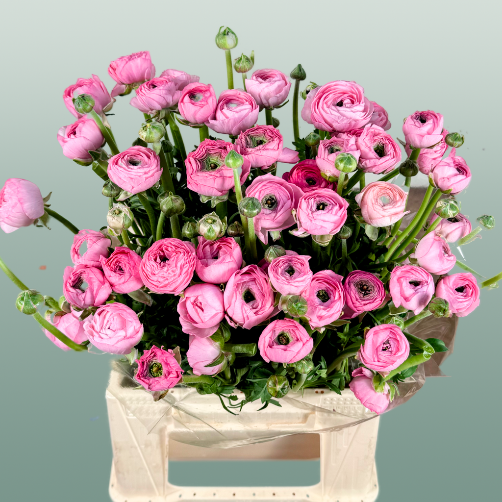 Ranunculus Elegance Pink Ex