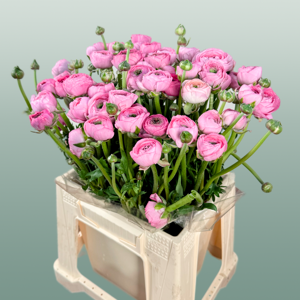 Ranunculus Elegance Pink Ex