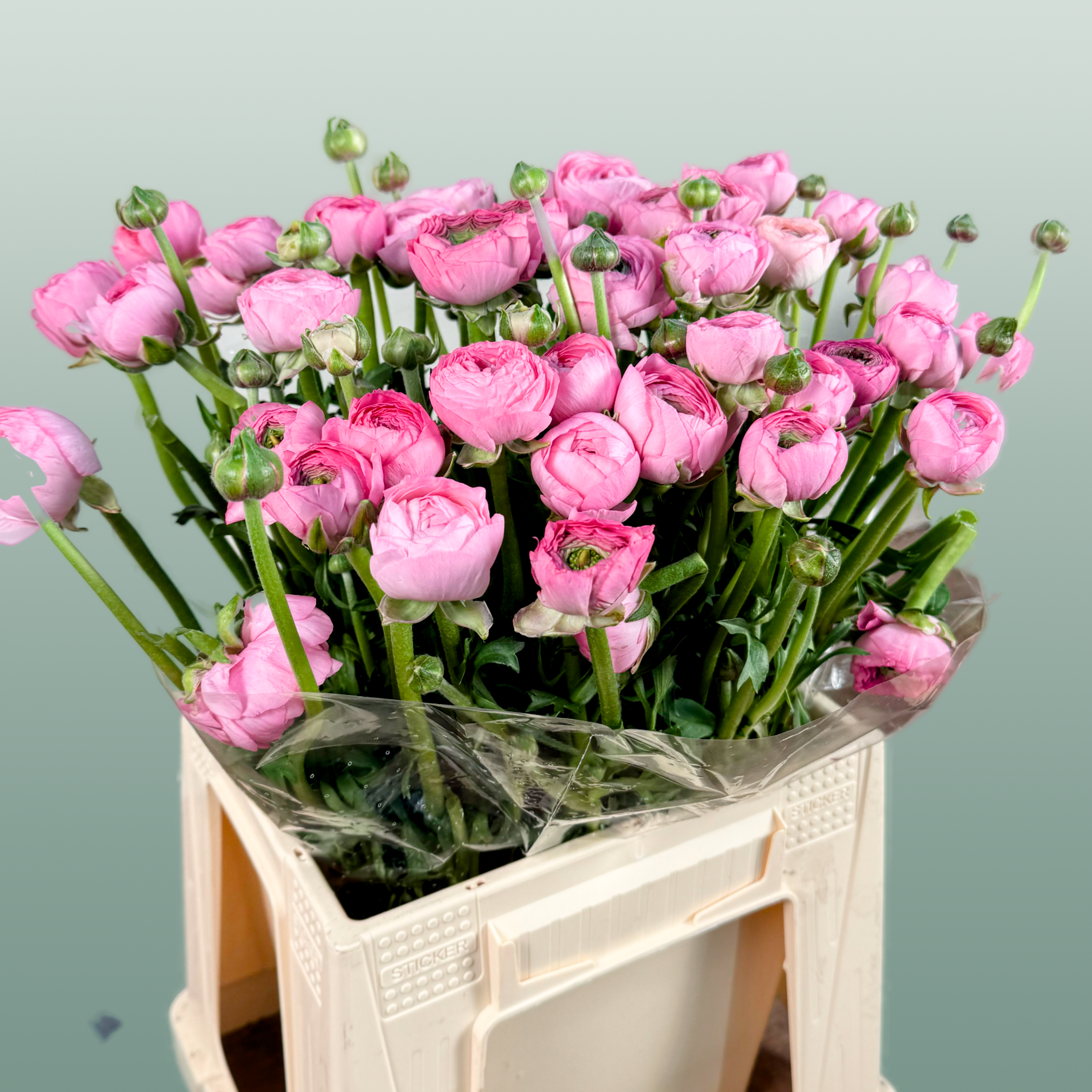 Ranunculus Elegance Pink Ex