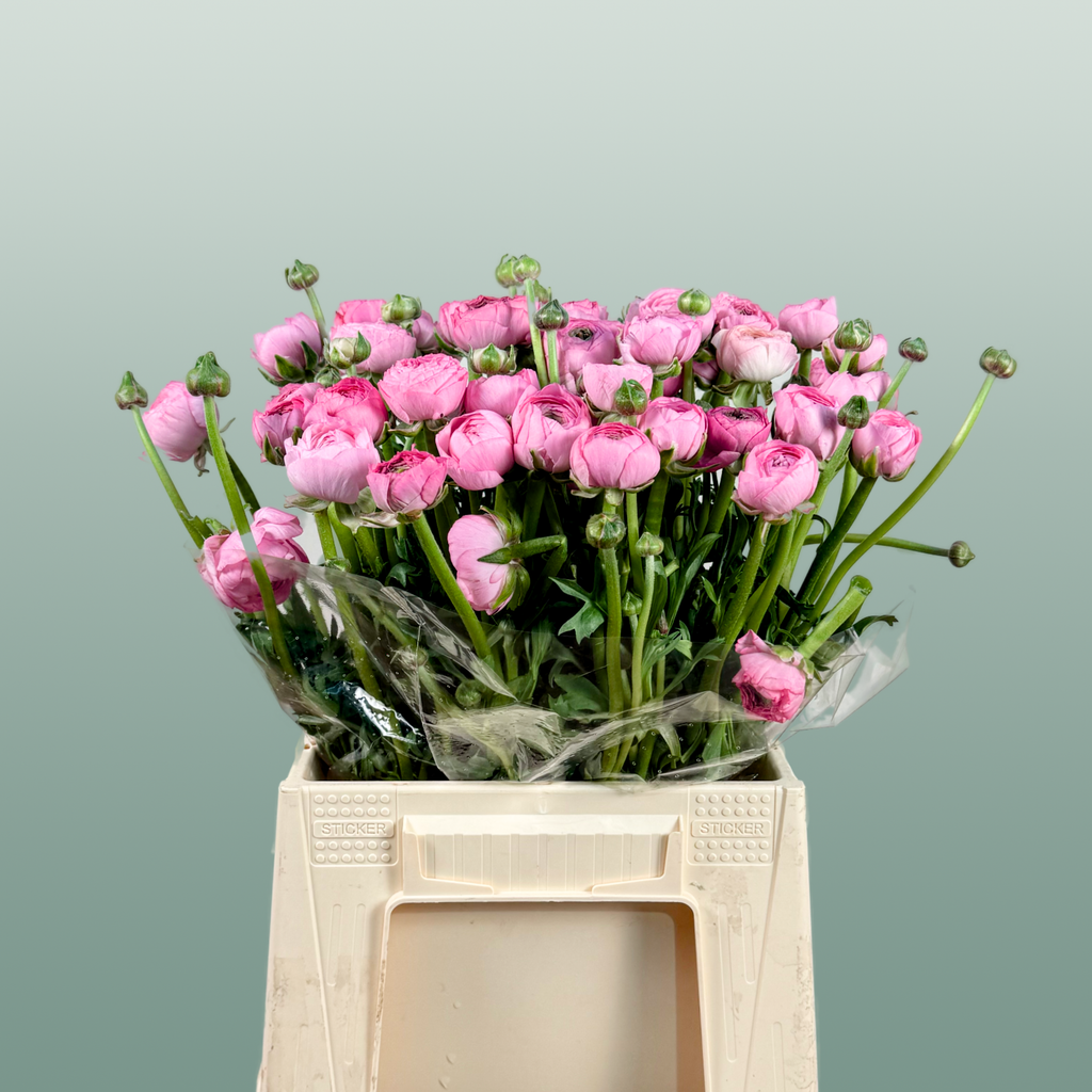 Ranunculus Elegance Pink Ex