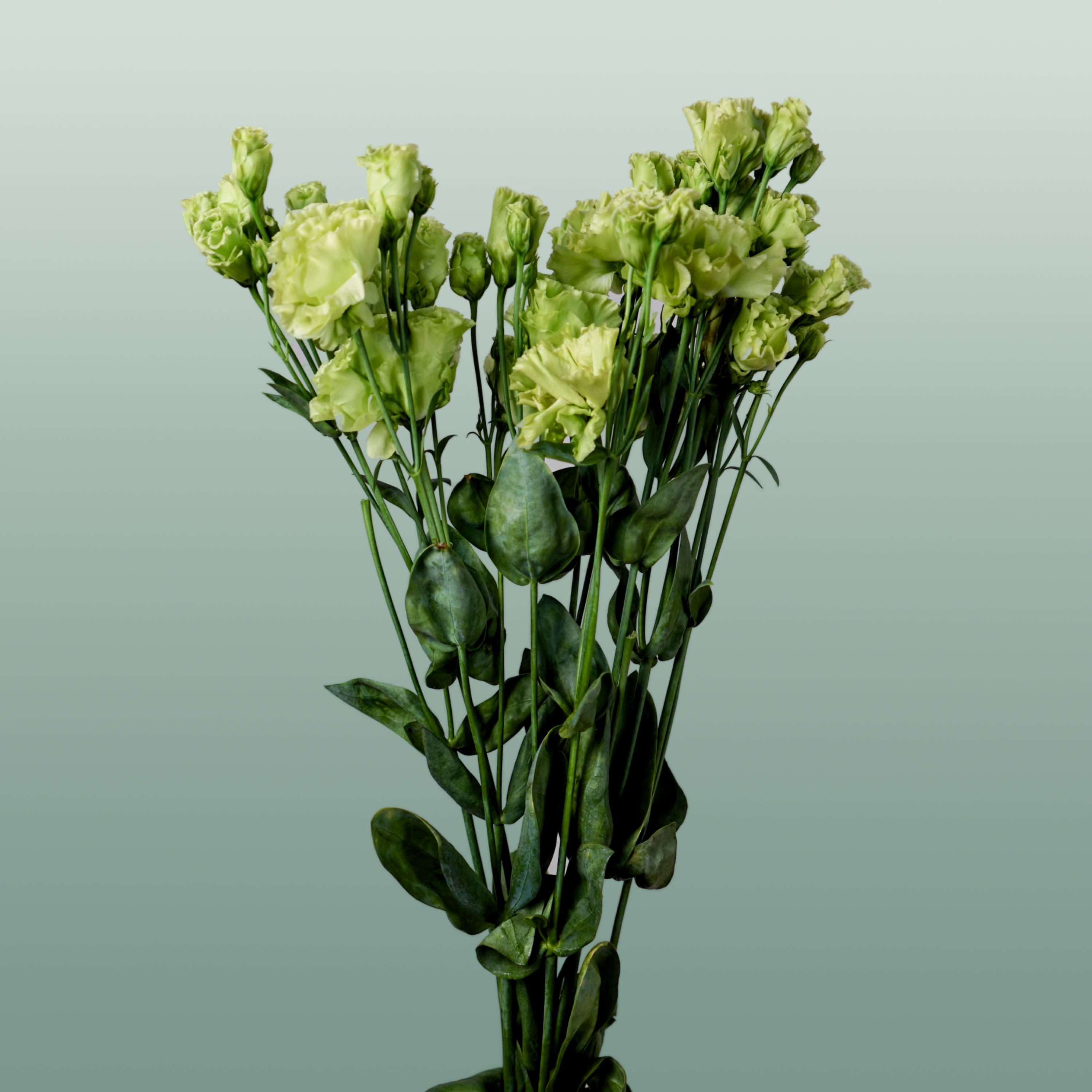 Rosanne Emerald Green Eustoma Cut Flowers – 70cm