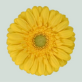 Germini Emoji (20 Stems)