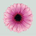 Germini Esmee (20 Stems)