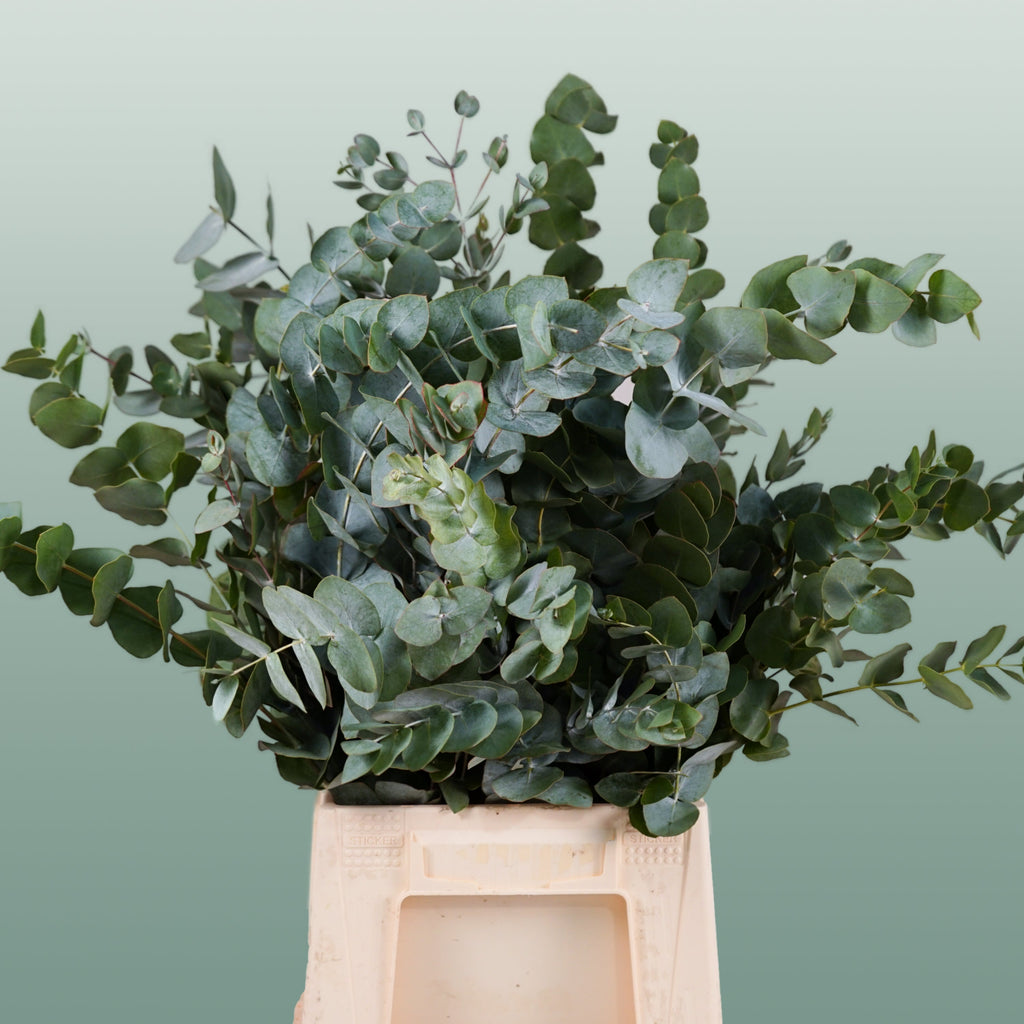 Eucalyptus - Eucalyptus cinerea - Per Bos Cinerea